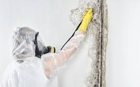 Best Mold Odor Removal Services  in Dover, NH